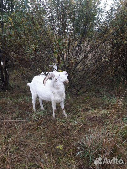 Дойные козы