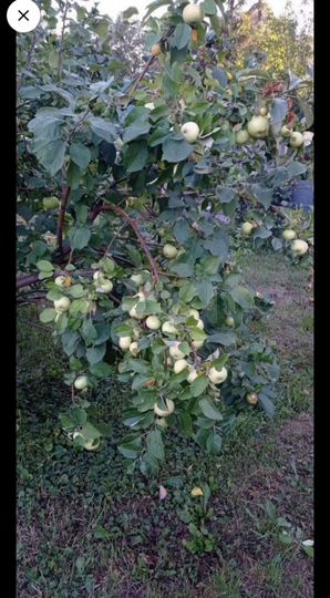 Дача 25 м² на участке 12 сот.