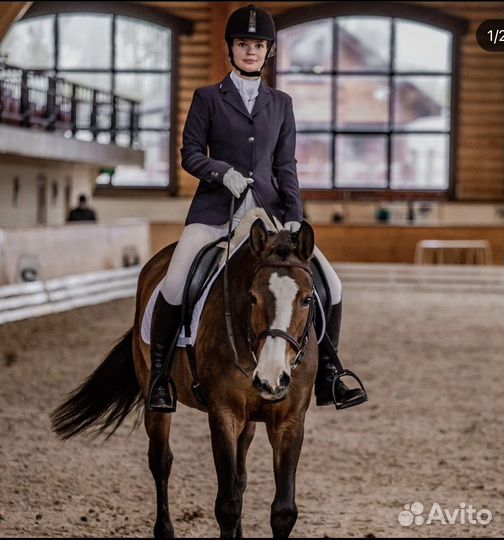 Аренда лошади