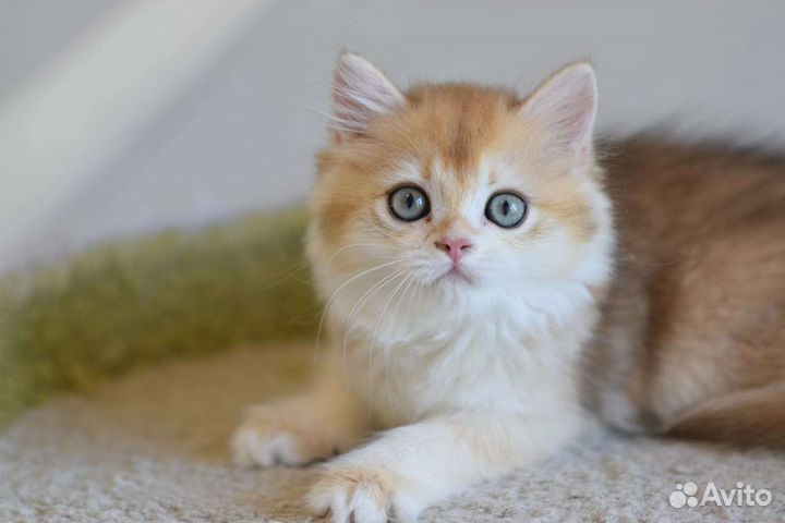 Золотая шиншилла ny12