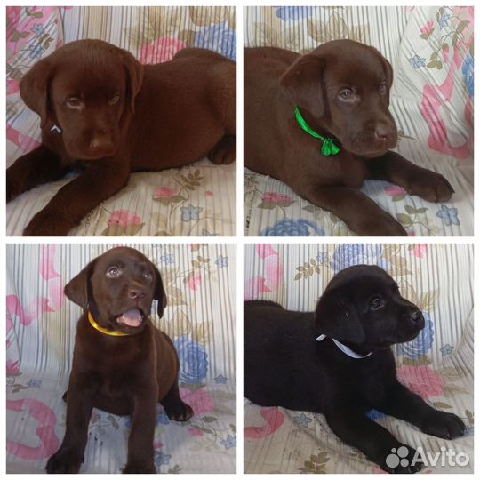 Щенки лабрадора