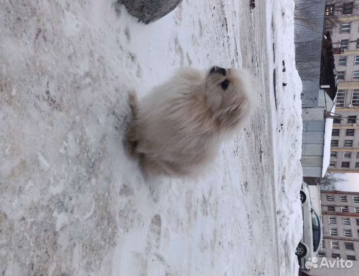Вязка пекинес