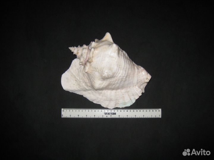 Морская раковина(ракушка)