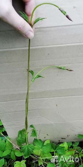 Хмель, саженцы