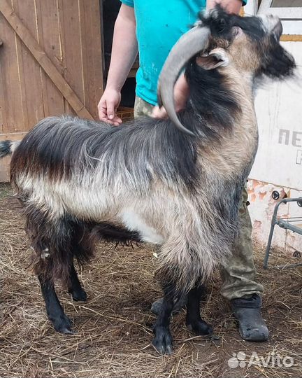 Козёл альп+чех