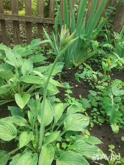 Хоста растение