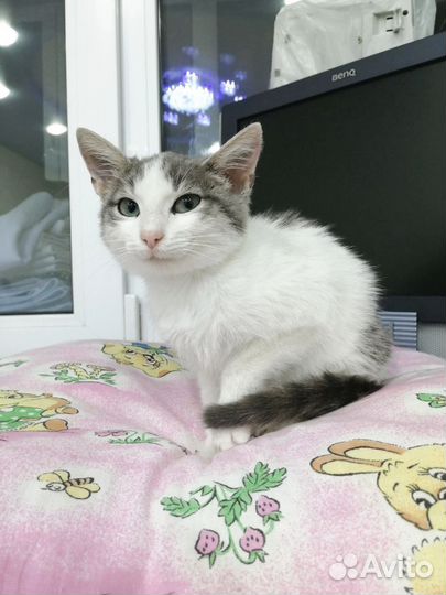 Котенок девочка