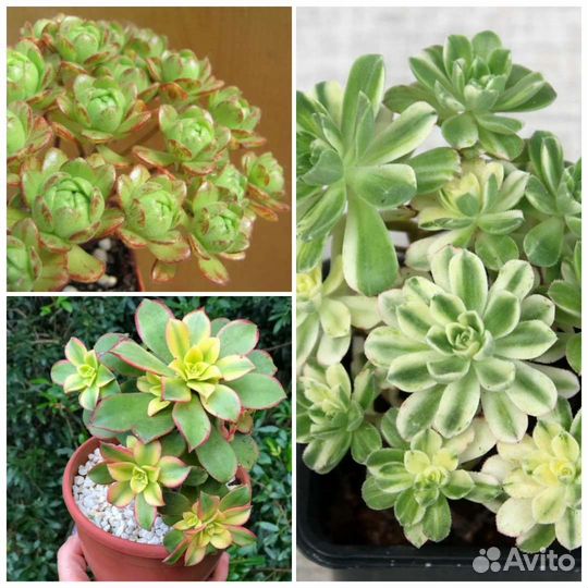 Эониум, Хойя Куртиси, Сигиллатис