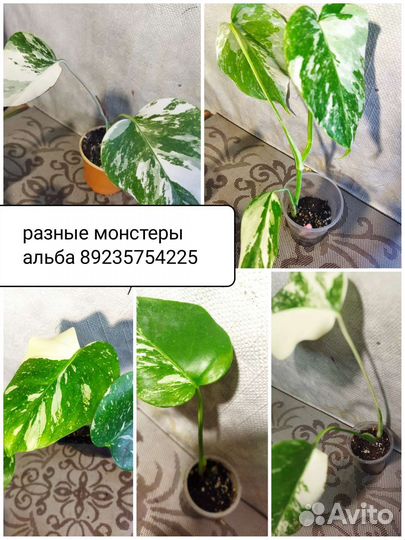 Разные комнатные растения