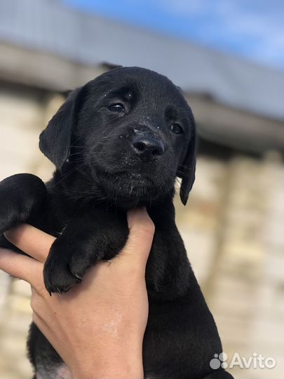 Щенки лабродора