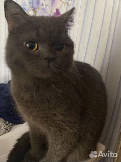 Кот и кошка