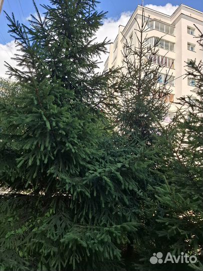 Ель живая