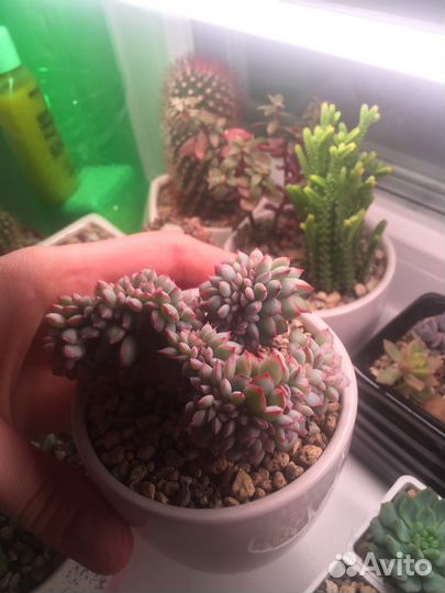 Echeveria apus crest