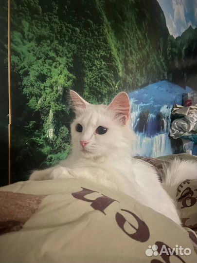 Кошечка в добрые руки