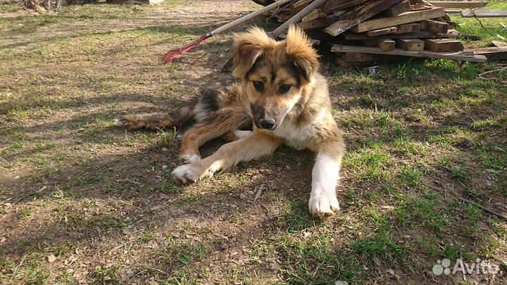 Щенок лайки бесплатно (стерилизована)