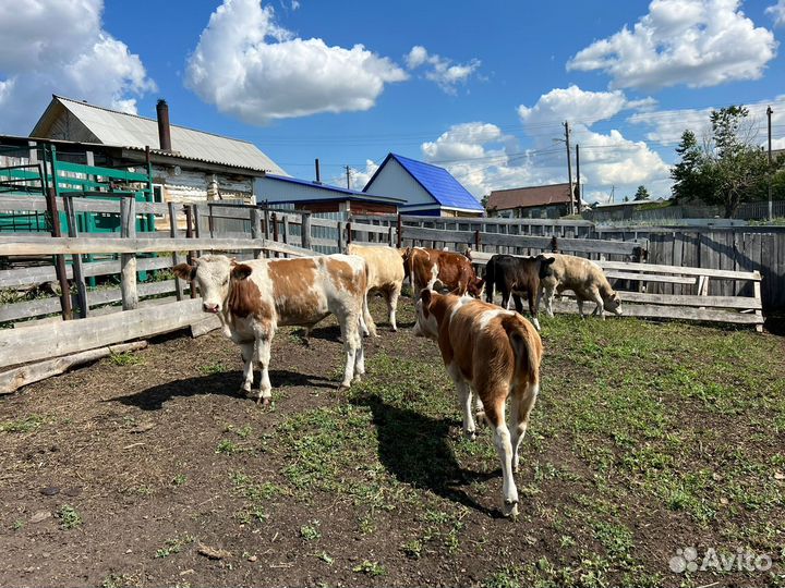 Бык бычок быки бычки симментал сементал
