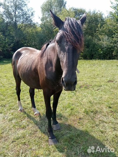 Лошадь кобыла