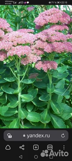 Очиток, папортник и многое другое