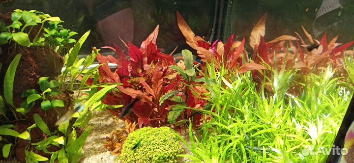 Аквариумные растения, грунт для аквариума