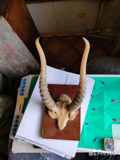 Рога на стену