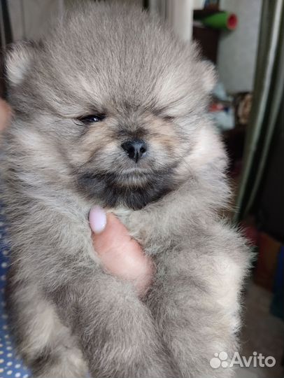 Щенки шпица