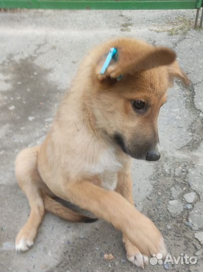 Щенок бесплатно