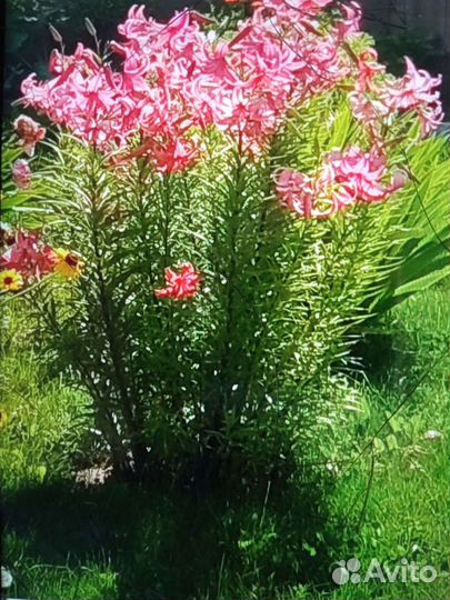 Лилии большие