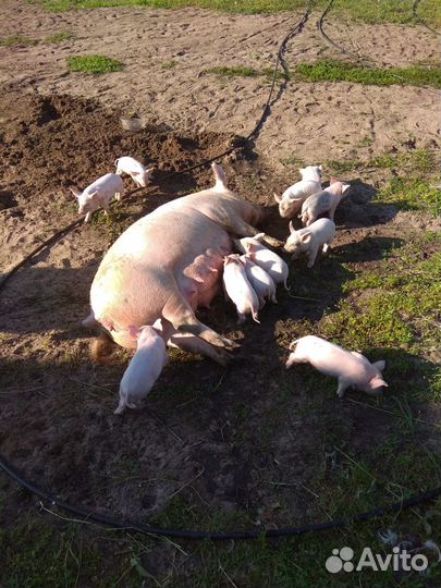 Поросята
