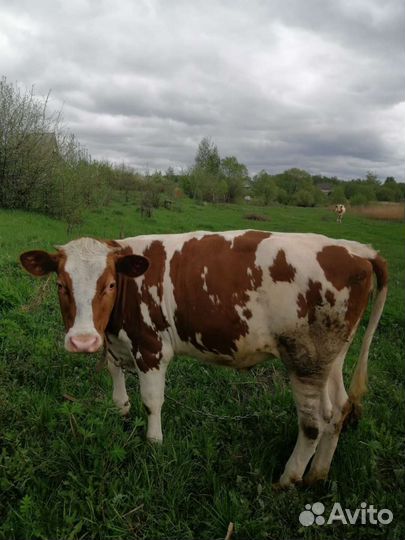 Тёлка стельная