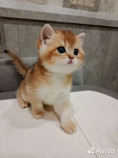 Шотландские малышки