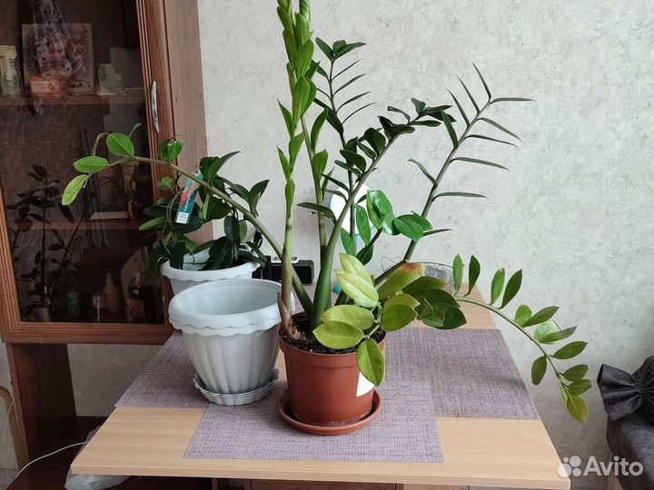 Замиокулькас