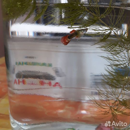 Гуппи красивые здоровые молодые + улитка Хелена