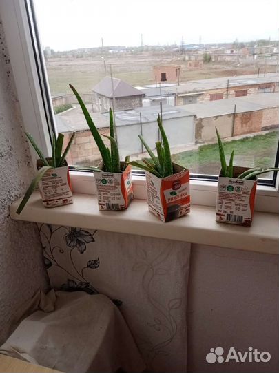 Алоэ Вера растение