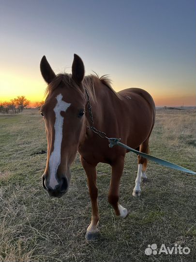 Буденновская лошадь