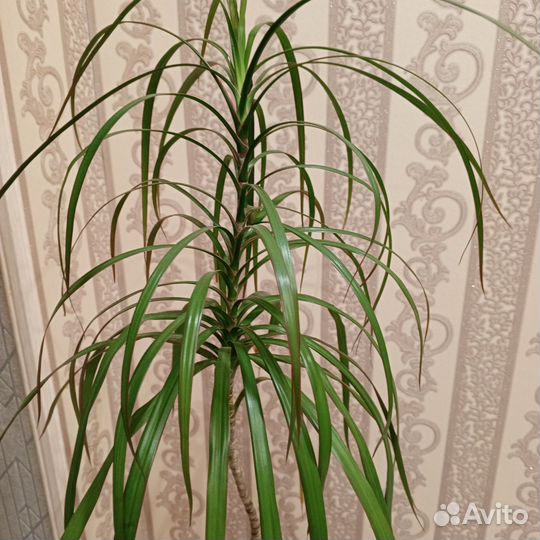 Пальма кордилина