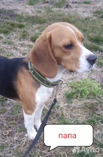 Щенки бигль