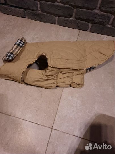 Одежда для собак