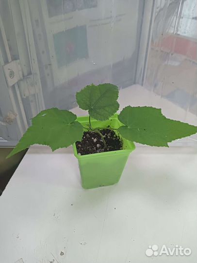 Абутилон Белла