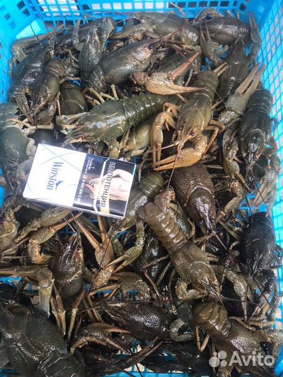 Живые раки, доставка бесплатно