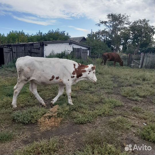 Продам телку 1 год 3 месаца