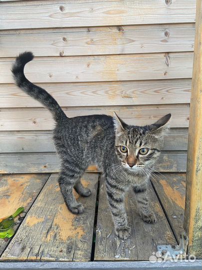 Кошка в дар
