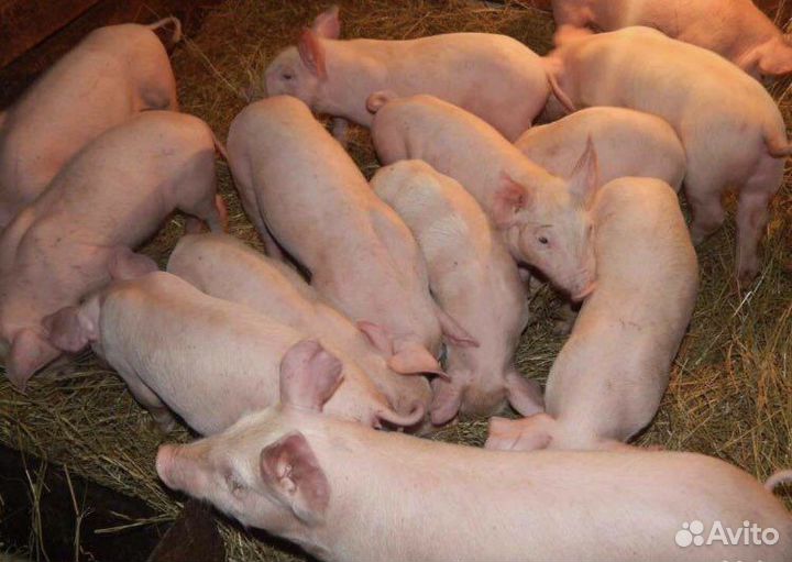 Поросята