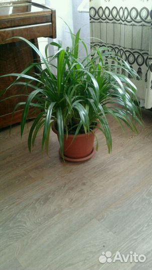 Экзотичный панданус (винтовая пальма)