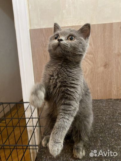 Кошечки Британки