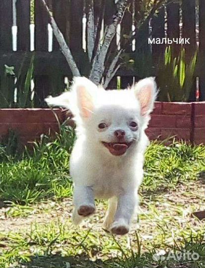 Чихуахуа