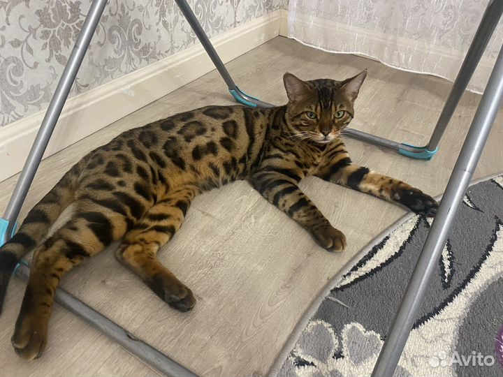 Бенгал на вязку