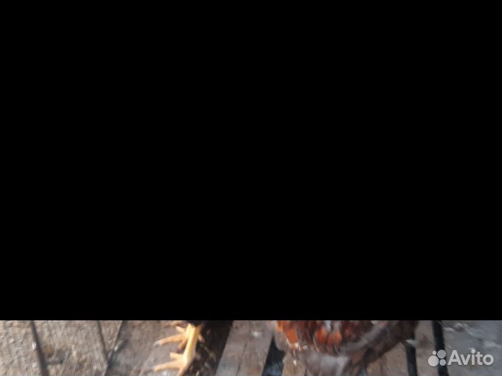 Петухи породистые