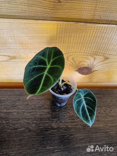 Алоказия Блэк вельвет