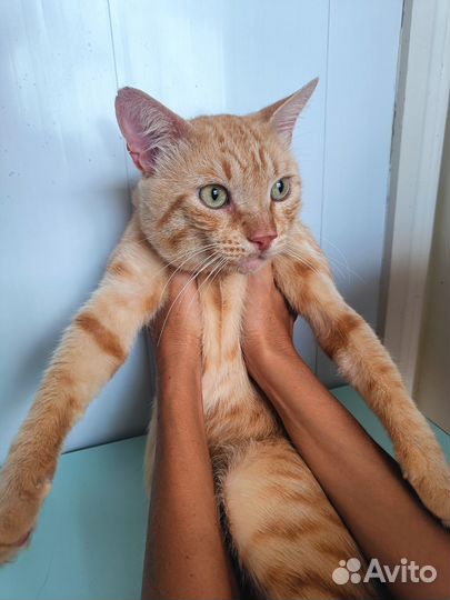 Рыжий котик ищет дом