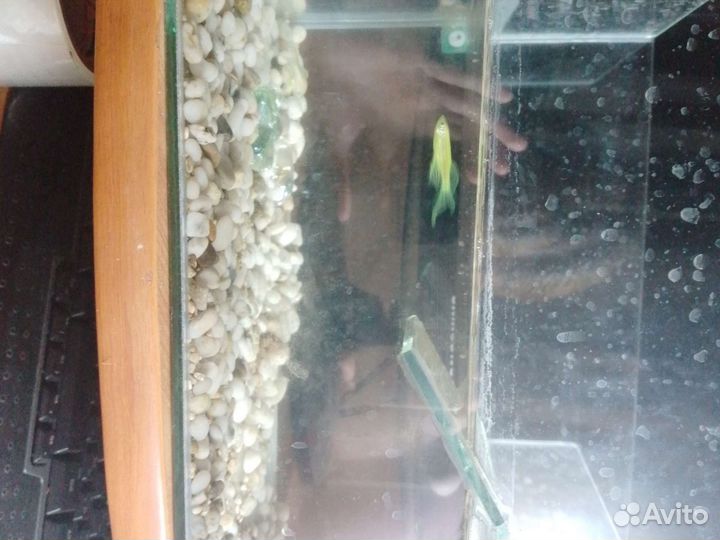 Аквариумные рыбки